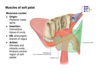 Uvulae oral_cavity_2.pdf