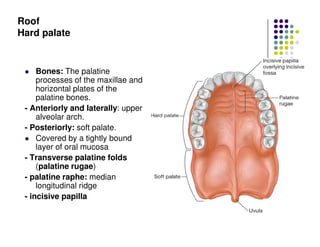 oral_cavity_2.pdf