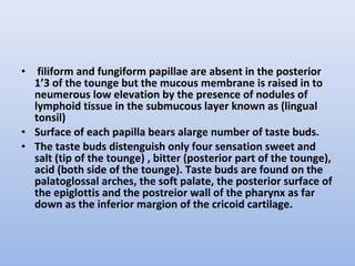 • filiform and fungiform papillae are absent in the posterior
1’3 of the tounge but the mucous membrane is raised in to
neumerous low elevation by the presence of nodules of
lymphoid tissue in the submucous layer known as (lingual
tonsil)
• Surface of each papilla bears alarge number of taste buds.
• The taste buds distenguish only four sensation sweet and
salt (tip of the tounge) , bitter (posterior part of the tounge),
acid (both side of the tounge). Taste buds are found on the
palatoglossal arches, the soft palate, the posterior surface of
the epiglottis and the postreior wall of the pharynx as far
down as the inferior margion of the cricoid cartilage.
 