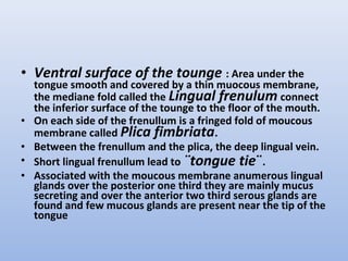 • Ventral surface of the tounge : Area under the
tongue smooth and covered by a thin muocous membrane,
the mediane fold called the Lingual frenulum connect
the inferior surface of the tounge to the floor of the mouth.
• On each side of the frenullum is a fringed fold of moucous
membrane called Plica fimbriata.
• Between the frenullum and the plica, the deep lingual vein.
• Short lingual frenullum lead to ¨tongue tie¨.
• Associated with the moucous membrane anumerous lingual
glands over the posterior one third they are mainly mucus
secreting and over the anterior two third serous glands are
found and few mucous glands are present near the tip of the
tongue
 