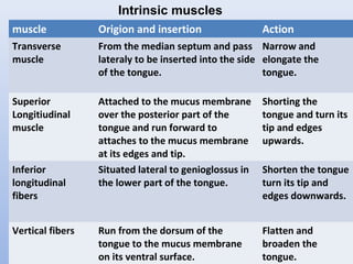 muscle Origion and insertion Action
Transverse
muscle
From the median septum and pass
lateraly to be inserted into the side
of the tongue.
Narrow and
elongate the
tongue.
Superior
Longitiudinal
muscle
Attached to the mucus membrane
over the posterior part of the
tongue and run forward to
attaches to the mucus membrane
at its edges and tip.
Shorting the
tongue and turn its
tip and edges
upwards.
Inferior
longitudinal
fibers
Situated lateral to genioglossus in
the lower part of the tongue.
Shorten the tongue
turn its tip and
edges downwards.
Vertical fibers Run from the dorsum of the
tongue to the mucus membrane
on its ventral surface.
Flatten and
broaden the
tongue.
Intrinsic muscles
 