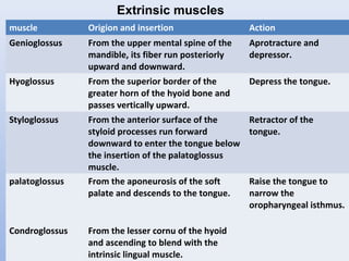 muscle Origion and insertion Action
Genioglossus From the upper mental spine of the
mandible, its fiber run posteriorly
upward and downward.
Aprotracture and
depressor.
Hyoglossus From the superior border of the
greater horn of the hyoid bone and
passes vertically upward.
Depress the tongue.
Styloglossus From the anterior surface of the
styloid processes run forward
downward to enter the tongue below
the insertion of the palatoglossus
muscle.
Retractor of the
tongue.
palatoglossus From the aponeurosis of the soft
palate and descends to the tongue.
Raise the tongue to
narrow the
oropharyngeal isthmus.
Condroglossus From the lesser cornu of the hyoid
and ascending to blend with the
intrinsic lingual muscle.
Extrinsic muscles
 