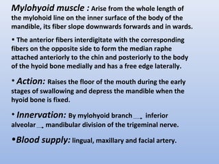 Mylohyoid muscle : Arise from the whole length of
the mylohoid line on the inner surface of the body of the
mandible, its fiber slope downwards forwards and in wards.
• The anterior fibers interdigitate with the corresponding
fibers on the opposite side to form the median raphe
attached anteriorly to the chin and posteriorly to the body
of the hyoid bone medially and has a free edge laterally.
• Action: Raises the floor of the mouth during the early
stages of swallowing and depress the mandible when the
hyoid bone is fixed.
• Innervation: By mylohyoid branch inferior
alveolar mandibular division of the trigeminal nerve.
•Blood supply: lingual, maxillary and facial artery.
 