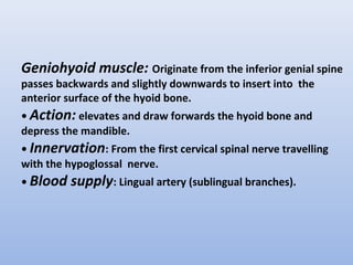 Geniohyoid muscle: Originate from the inferior genial spine
passes backwards and slightly downwards to insert into the
anterior surface of the hyoid bone.
• Action: elevates and draw forwards the hyoid bone and
depress the mandible.
• Innervation: From the first cervical spinal nerve travelling
with the hypoglossal nerve.
• Blood supply: Lingual artery (sublingual branches).
 