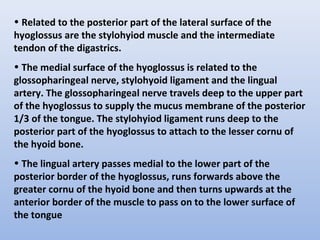 • Related to the posterior part of the lateral surface of the
hyoglossus are the stylohyiod muscle and the intermediate
tendon of the digastrics.
• The medial surface of the hyoglossus is related to the
glossopharingeal nerve, stylohyoid ligament and the lingual
artery. The glossopharingeal nerve travels deep to the upper part
of the hyoglossus to supply the mucus membrane of the posterior
1/3 of the tongue. The stylohyiod ligament runs deep to the
posterior part of the hyoglossus to attach to the lesser cornu of
the hyoid bone.
• The lingual artery passes medial to the lower part of the
posterior border of the hyoglossus, runs forwards above the
greater cornu of the hyoid bone and then turns upwards at the
anterior border of the muscle to pass on to the lower surface of
the tongue
 