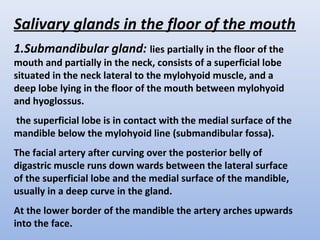 Salivary glands in the floor of the mouth
1.Submandibular gland: lies partially in the floor of the
mouth and partially in the neck, consists of a superficial lobe
situated in the neck lateral to the mylohyoid muscle, and a
deep lobe lying in the floor of the mouth between mylohyoid
and hyoglossus.
the superficial lobe is in contact with the medial surface of the
mandible below the mylohyoid line (submandibular fossa).
The facial artery after curving over the posterior belly of
digastric muscle runs down wards between the lateral surface
of the superficial lobe and the medial surface of the mandible,
usually in a deep curve in the gland.
At the lower border of the mandible the artery arches upwards
into the face.
 