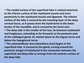 • The medial surface of the superficial lobe is related anteriorly
to the inferior surface of the mylohyiod muscle and more
posteriorly to the stylohyiod muscle and ligament. The inferior
surface of the lobe is covered by the investing layer of the deep
cervical fascia, as it passes from the hyoid bone to the lower
border of the mandible, and is crossed by the facial vein.
• The deep lobe is the smaller of the two, lie between mylohyoid
and hyoglossus, extending as far forwards as the posterior pole
of the sublingual gland. Its related above to the lingual nerve and
below the hypoglossal nerve.
• The submandibular duct (wharthons duct) begins in the
superficial lobe. It transverse the gland, curving around the
posterior margin of mylohyiod in the connection between the
superficial and deep lobe to emerge from the anterior surface of
the deep lobe
 
