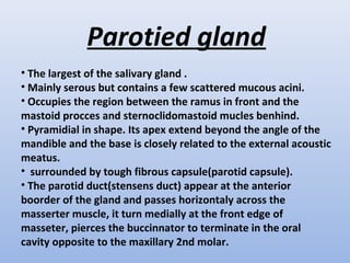 Parotied gland
• The largest of the salivary gland .
• Mainly serous but contains a few scattered mucous acini.
• Occupies the region between the ramus in front and the
mastoid procces and sternoclidomastoid mucles benhind.
• Pyramidial in shape. Its apex extend beyond the angle of the
mandible and the base is closely related to the external acoustic
meatus.
• surrounded by tough fibrous capsule(parotid capsule).
• The parotid duct(stensens duct) appear at the anterior
boorder of the gland and passes horizontaly across the
masserter muscle, it turn medially at the front edge of
masseter, pierces the buccinnator to terminate in the oral
cavity opposite to the maxillary 2nd molar.
 