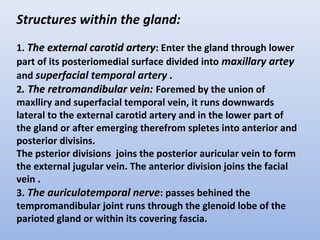 Structures within the gland:
1. The external carotid artery
The external carotid artery:
: Enter the gland through lower
part of its posteriomedial surface divided into maxillary artey
and superfacial temporal artery .
2. The retromandibular vein:
. The retromandibular vein: Foremed by the union of
maxlliry and superfacial temporal vein, it runs downwards
lateral to the external carotid artery and in the lower part of
the gland or after emerging therefrom spletes into anterior and
posterior divisins.
The psterior divisions joins the posterior auricular vein to form
the external jugular vein. The anterior division joins the facial
vein .
3. The auriculotemporal nerve
The auriculotemporal nerve: passes behined the
tempromandibular joint runs through the glenoid lobe of the
parioted gland or within its covering fascia.
 