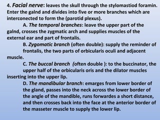 4. Facial nerve
Facial nerve: leaves the skull through the stylomastiod foramin.
Enter the galnd and divides into five or more branches which are
interconected to form the (parotid plexus).
A. The temporal branches
The temporal branches: leave the upper part of the
galnd, crosses the zygmatic arch and supplies muscles of the
external ear and part of frontalis.
B. Zygomatic branch
Zygomatic branch (often double): supply the reminder of
frontalis, the two parts of orbicularis oculi and adjacent
muscle.
C. The buccal branch
The buccal branch (often double ): to the buccinator, the
upper half of the orbicularis oris and the dilator muscles
inserting into the upper lip.
D. The mandibular branch
The mandibular branch: emarges from lower border of
the gland, passes into the neck across the lower border of
the angle of the mandible, runs forwardes a short distance,
and then crosses back into the face at the anterior border of
the masseter muscle to supply the lower lip.
 