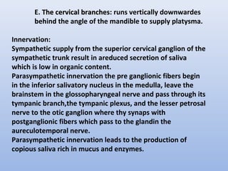 E. The cervical branches
The cervical branches: runs vertically downwardes
behind the angle of the mandible to supply platysma.
Innervation:
Sympathetic supply from the superior cervical ganglion of the
sympathetic trunk result in areduced secretion of saliva
which is low in organic content.
Parasympathetic innervation the pre ganglionic fibers begin
in the inferior salivatory nucleus in the medulla, leave the
brainstem in the glossopharyngeal nerve and pass through its
tympanic branch,the tympanic plexus, and the lesser petrosal
nerve to the otic ganglion where thy synaps with
postganglionic fibers which pass to the glandin the
aureculotemporal nerve.
Parasympathetic innervation leads to the production of
copious saliva rich in mucus and enzymes.
 