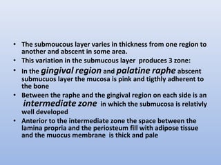 • The submoucous layer varies in thickness from one region to
another and abscent in some area.
• This variation in the submucous layer produces 3 zone:
• In the gingival region and palatine raphe abscent
submucuos layer the mucosa is pink and tigthly adherent to
the bone
• Between the raphe and the gingival region on each side is an
intermediate zone in which the submucosa is relativly
well developed
• Anterior to the intermediate zone the space between the
lamina propria and the periosteum fill with adipose tissue
and the muocus membrane is thick and pale
 