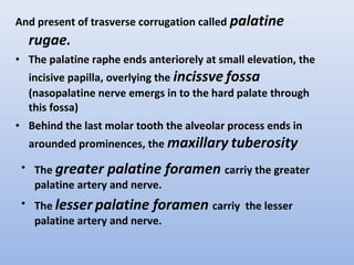 And present of trasverse corrugation called palatine
rugae.
• The palatine raphe ends anteriorely at small elevation, the
incisive papilla, overlying the incissve fossa
(nasopalatine nerve emergs in to the hard palate through
this fossa)
• Behind the last molar tooth the alveolar process ends in
arounded prominences, the maxillary tuberosity
• The greater palatine foramen carriy the greater
palatine artery and nerve.
• The lesser palatine foramen carriy the lesser
palatine artery and nerve.
 