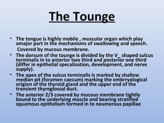 The Tounge
• The tongue is highly mobile , muscular organ which play
amajor part in the mechanisms of swallowing and speech.
Covered by mucous membrane.
• The dorsum of the tounge is divided by the V_ shaped sulcus
terminalis in to anterior two third and posterior one third
(differ in epithelial specalisation, development, and nerve
supply).
• The apex of the sulcus terminalis is marked by shallow
median pit (foramen caecum) marking the embrryological
origion of the thyroid gland and the upper end of the
transient thyroglossal duct.
• The anterior 2/3 covered by mucous membrane tightly
bound to the underlying muscle and bearing stratified
squamous epithelium formed in to neumerous papillae
 