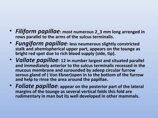 • Filiform papillae: most numerous 2_3 mm long arrenged in
rows parallel to the arms of the sulcus terminalis.
• Fungiform papillae: less neumerous slightly constricted
stalk and ahemispherical upper part, appears on the tounge as
bright red spot due to rich blood supply (side, tip).
• Vallate papillae: 12 in number largest and situated parallel
and immediately anterior to the sulcus terminalis recessed in the
mucous membrane and surounded by adeep circular furrow
serous gland of ( Von Ebner)open in to the bottom of the furrow
and help to rinse the area around the papillae.
• Foliate papillae: appear on the posterior part of the lateral
margins of the tounge as several vertical folds this fold are
rudimentary in man but its well developed in other mammals.
 
