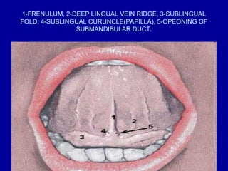 1-FRENULUM, 2-DEEP LINGUAL VEIN RIDGE, 3-SUBLINGUAL
FOLD, 4-SUBLINGUAL CURUNCLE(PAPILLA), 5-OPEONING OF
SUBMANDIBULAR DUCT.
 