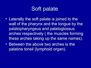 Soft palate
• Laterally the soft palate is joined to the
wall of the pharynx and the tongue by the
palatopharyngeus and palatoglossus
arches respectively ( the muscles forming
these arches taking up the same names).
• Between the above two arches is the
palatine tonsil (lymphoid organ).
 