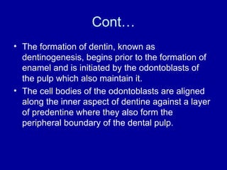 Cont…
• The formation of dentin, known as
dentinogenesis, begins prior to the formation of
enamel and is initiated by the odontoblasts of
the pulp which also maintain it.
• The cell bodies of the odontoblasts are aligned
along the inner aspect of dentine against a layer
of predentine where they also form the
peripheral boundary of the dental pulp.
 