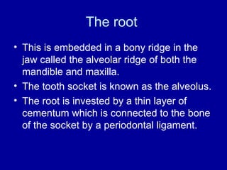 The root
• This is embedded in a bony ridge in the
jaw called the alveolar ridge of both the
mandible and maxilla.
• The tooth socket is known as the alveolus.
• The root is invested by a thin layer of
cementum which is connected to the bone
of the socket by a periodontal ligament.
 