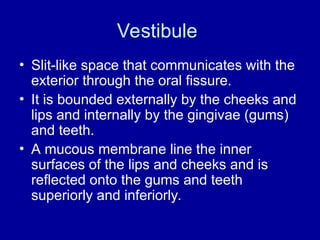 Vestibule
• Slit-like space that communicates with the
exterior through the oral fissure.
• It is bounded externally by the cheeks and
lips and internally by the gingivae (gums)
and teeth.
• A mucous membrane line the inner
surfaces of the lips and cheeks and is
reflected onto the gums and teeth
superiorly and inferiorly.
 