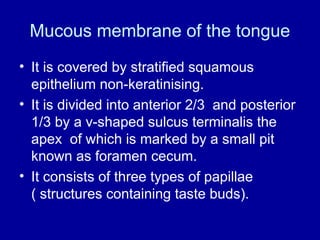 Mucous membrane of the tongue
• It is covered by stratified squamous
epithelium non-keratinising.
• It is divided into anterior 2/3 and posterior
1/3 by a v-shaped sulcus terminalis the
apex of which is marked by a small pit
known as foramen cecum.
• It consists of three types of papillae
( structures containing taste buds).
 