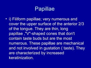 Papillae
• i) Filiform papillae; very numerous and
cover the upper surface of the anterior 2/3
of the tongue. They are thin, long
papillae ,"V"-shaped cones that don't
contain taste buds but are the most
numerous. These papillae are mechanical
and not involved in gustation ( taste). They
are characterized by increased
keratinization.
 