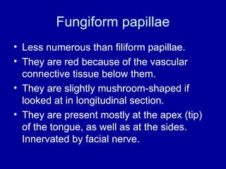 Fungiform papillae
• Less numerous than filiform papillae.
• They are red because of the vascular
connective tissue below them.
• They are slightly mushroom-shaped if
looked at in longitudinal section.
• They are present mostly at the apex (tip)
of the tongue, as well as at the sides.
Innervated by facial nerve.
 