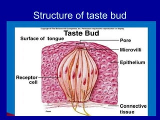 Structure of taste bud
 