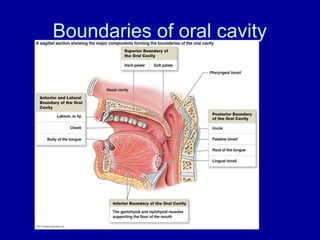 Boundaries of oral cavity
 