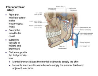 Inferior alveolar
artery
From the
maxillary artery
in the
infratemporal
fossa.
Enters the
mandibular
canal
supplying
vessels to
molars and
premolars
Divides opposite
the first premolar
into:
Mental branch: leaves the mental foramen to supply the chin
Incisor branch: continues in bone to supply the anterior teeth and
adjacent structures.
 