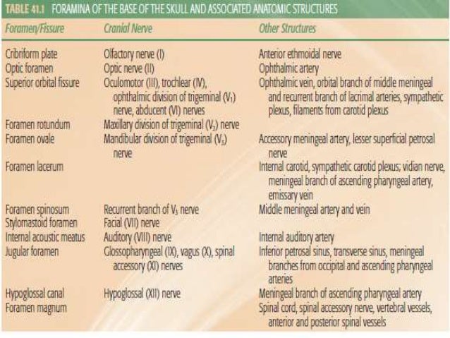 Oral cavity anatomy