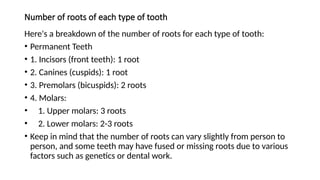 ORAL CAVITY ANATOMY UPDATED.pptx123456678 | PPTX