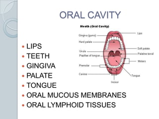 ORAL CAVITYLIPSTEETHGINGIVAPALATETONGUEORAL MUCOUS MEMBRANESORAL LYMPHOID TISSUES