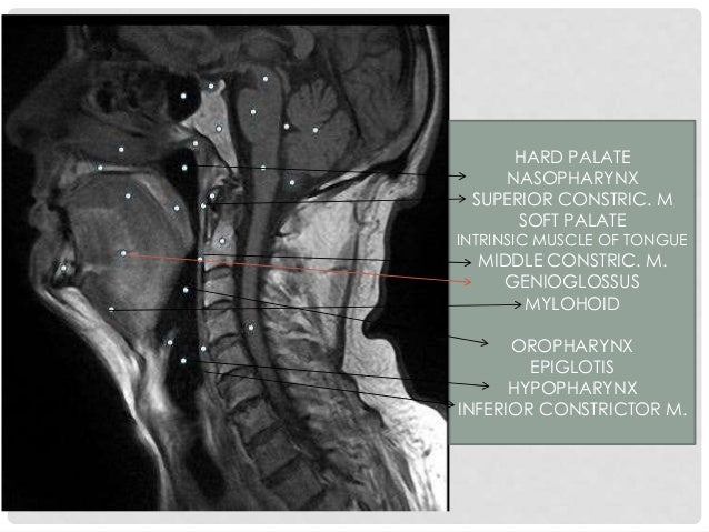 Oral cavity, pharynx