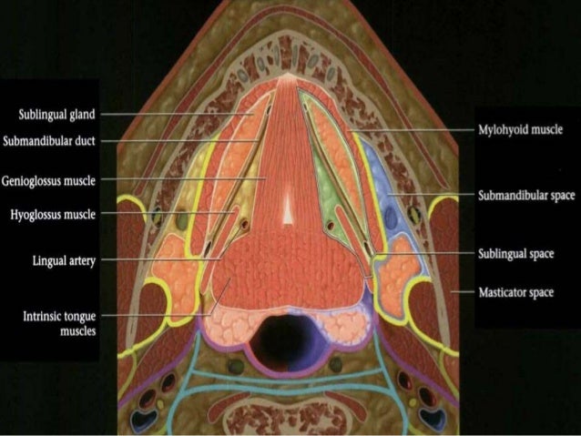 Oral cavity, pharynx