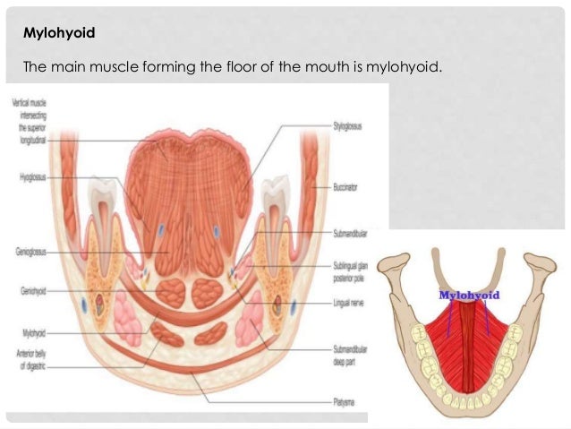 Oral Cavity Pharynx