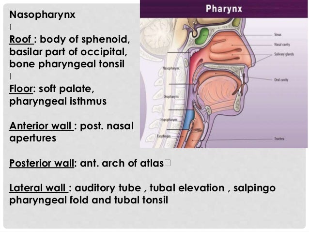 Oral cavity, pharynx radio-anatomy