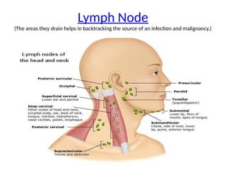 Lymph Node
(The areas they drain helps in backtracking the source of an infection and malignancy.)
 