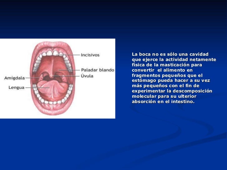 La eccema en las manos de la foto de la fase inicial el tratamiento