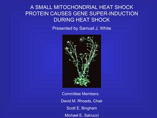 A SMALL MITOCHONDRIAL HEAT SHOCK PROTEIN CAUSES GENE SUPER-INDUCTION DURING HEAT SHOCK Presented by Samuel J. White Committee Members:  David M. Rhoads, Chair Scott E. Bingham Michael E. Salvucci 