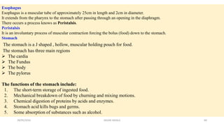 Esophagus
Esophagus is a muscular tube of approximately 25cm in length and 2cm in diameter.
It extends from the pharynx to the stomach after passing through an opening in the diaphragm.
There occurs a process knows as Peristalsis.
Peristalsis
It is an involuntary process of muscular contraction forcing the bolus (food) down to the stomach.
Stomach
The stomach is a J shaped , hollow, muscular holding pouch for food.
The stomach has three main regions
 The cardia
 The Fundus
 The body
 The pylorus
The functions of the stomach include:
1. The short-term storage of ingested food.
2. Mechanical breakdown of food by churning and mixing motions.
3. Chemical digestion of proteins by acids and enzymes.
4. Stomach acid kills bugs and germs.
5. Some absorption of substances such as alcohol.
28/05/2016 60SAGAR SAVALE
 