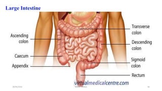 Large Intestine
28/05/2016 66SAGAR SAVALE
 