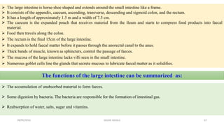  The large intestine is horse-shoe shaped and extends around the small intestine like a frame.
 It consists of the appendix, caecum, ascending, transverse, descending and sigmoid colon, and the rectum.
 It has a length of approximately 1.5 m and a width of 7.5 cm.
 The caecum is the expanded pouch that receives material from the ileum and starts to compress food products into faecal
material.
 Food then travels along the colon.
 The rectum is the final 15cm of the large intestine.
 It expands to hold faecal matter before it passes through the anorectal canal to the anus.
 Thick bands of muscle, known as sphincters, control the passage of faeces.
 The mucosa of the large intestine lacks villi seen in the small intestine.
 Numerous goblet cells line the glands that secrete mucous to lubricate faecal matter as it solidifies.
The functions of the large intestine can be summarized as:
 The accumulation of unabsorbed material to form faeces.
 Some digestion by bacteria. The bacteria are responsible for the formation of intestinal gas.
 Reabsorption of water, salts, sugar and vitamins.
28/05/2016 67SAGAR SAVALE
 