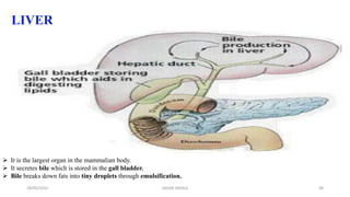 LIVER
 It is the largest organ in the mammalian body.
 It secretes bile which is stored in the gall bladder.
 Bile breaks down fats into tiny droplets through emulsification.
28/05/2016 68SAGAR SAVALE
 