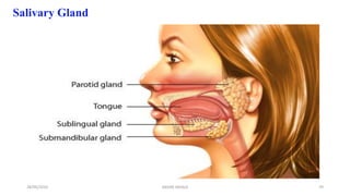 Salivary Gland
28/05/2016 70SAGAR SAVALE
 