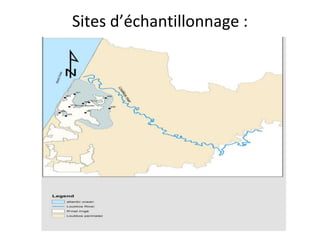 Sites d’échantillonnage :
 