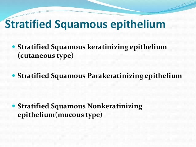 oral epithelium 26 638