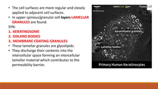 Oral epithelium and Lamina Propria | PPTX