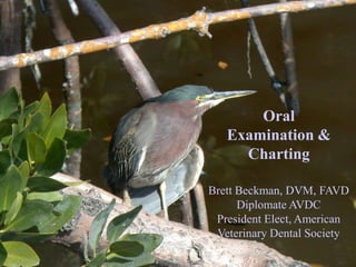 Oral Examination & Charting Brett Beckman, DVM, FAVD Diplomate AVDC President Elect, American Veterinary Dental Society 
