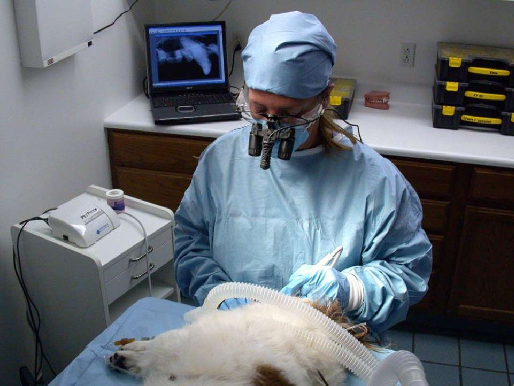 Veterinary Dentistry Charting for Technicians